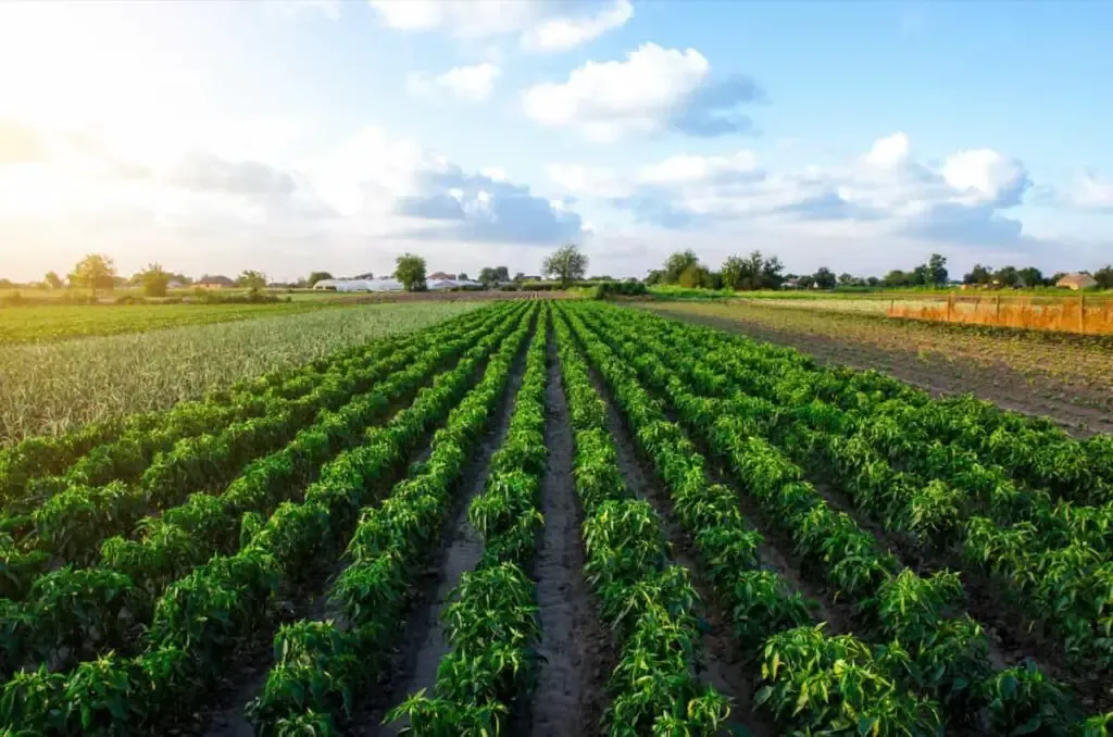 Sustainable Farming
