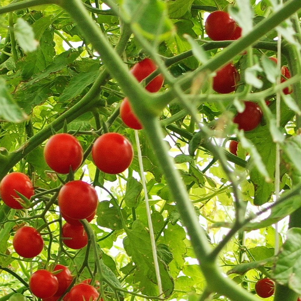 Sustainable Farming