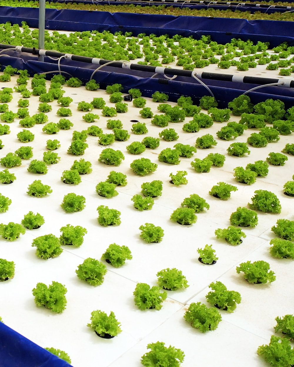 Sustainable Farming