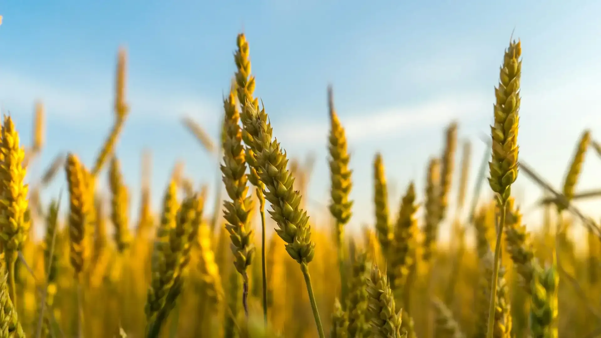 Sustainable Farming